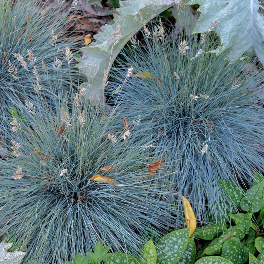 Kostrzewa sina 'Varna'