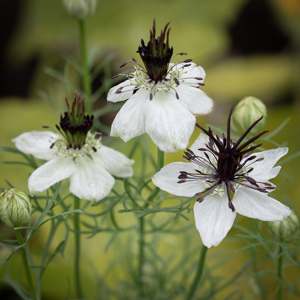 Czarnuszka hiszpańska 'Lovey-Dovey'