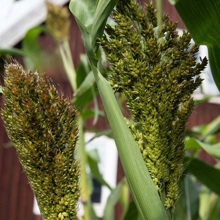 Sorgo 'Nigrum'