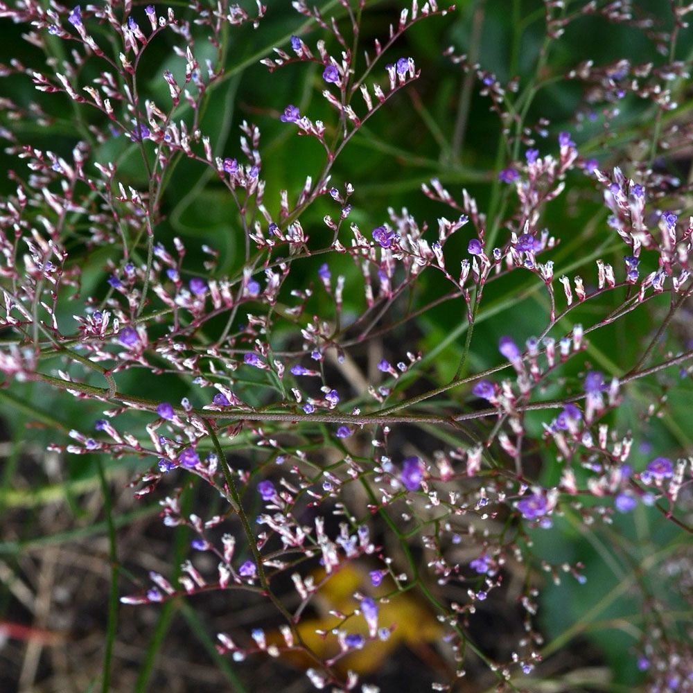 Zatrwian szerokolistny