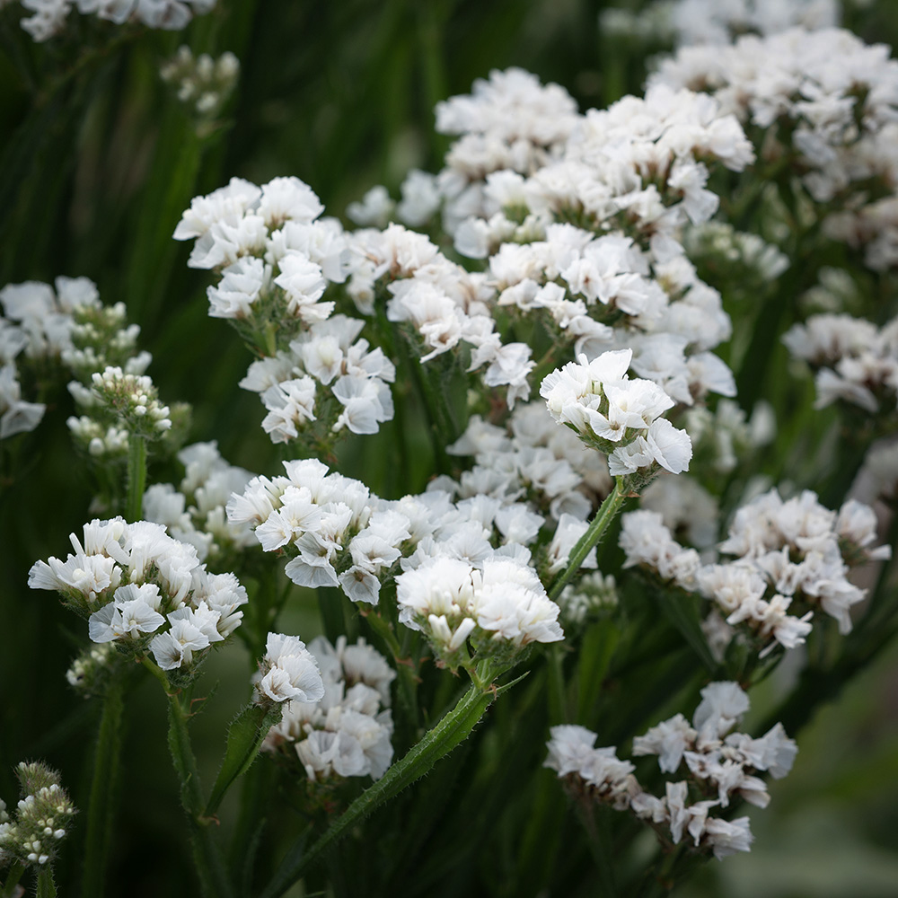 Zatrwian wrębny 'Iceberg'