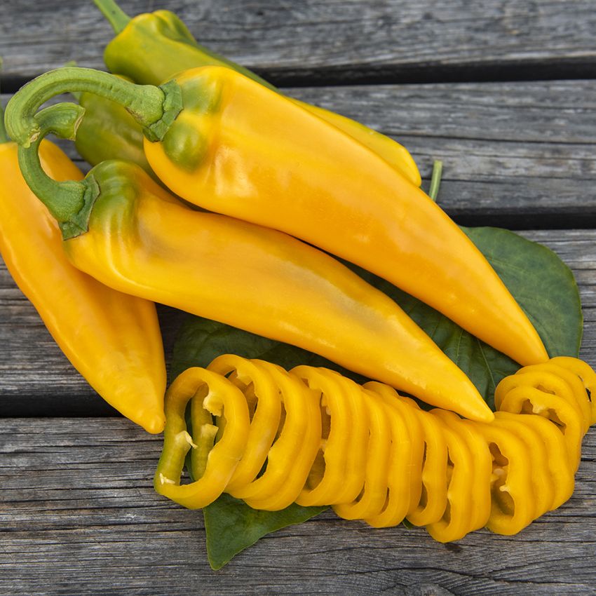 Papryka ostroga 'Ora Long'