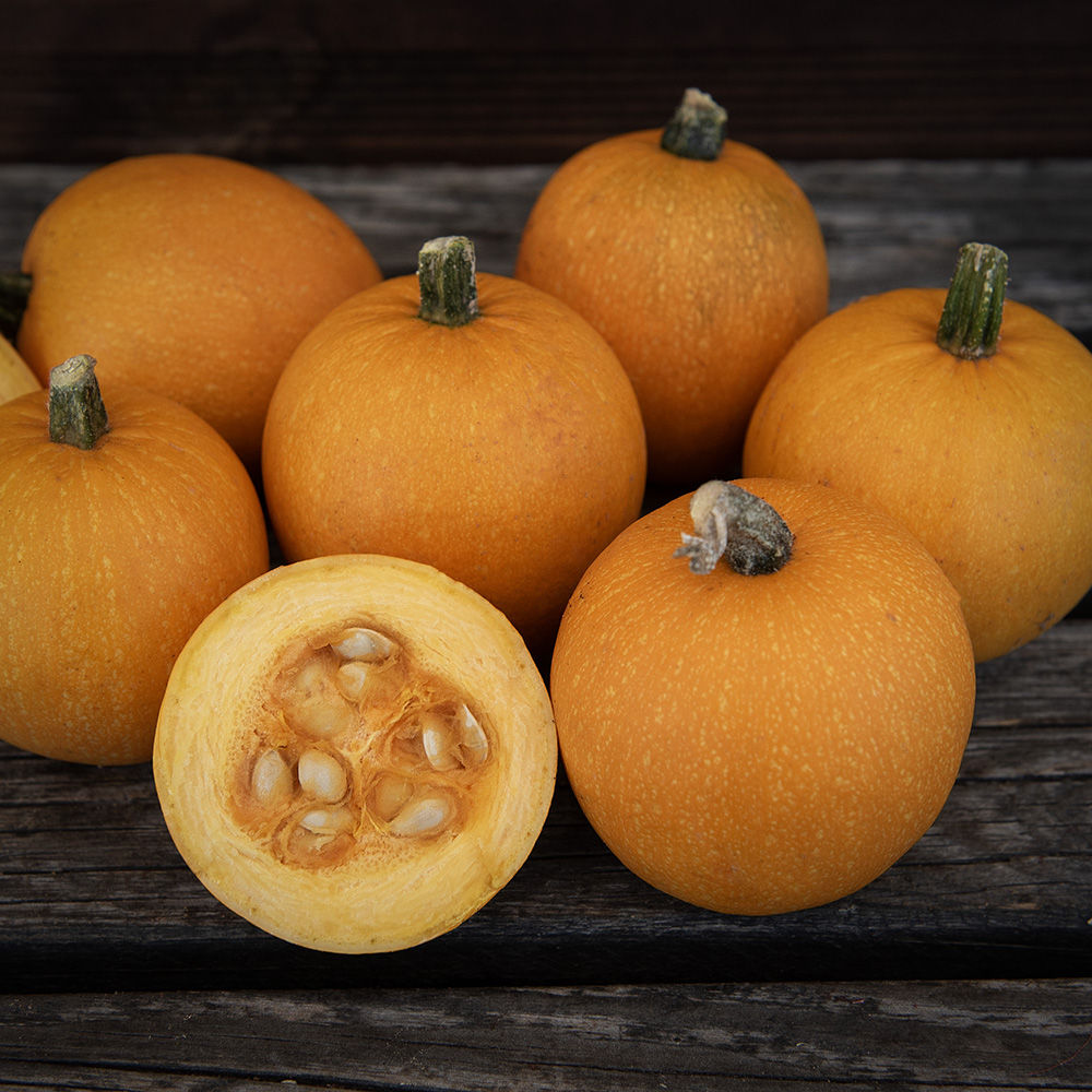 Dynia spaghetti F1 'Baby Spaghetti'