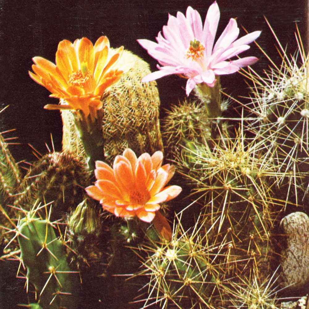 Echinocereus