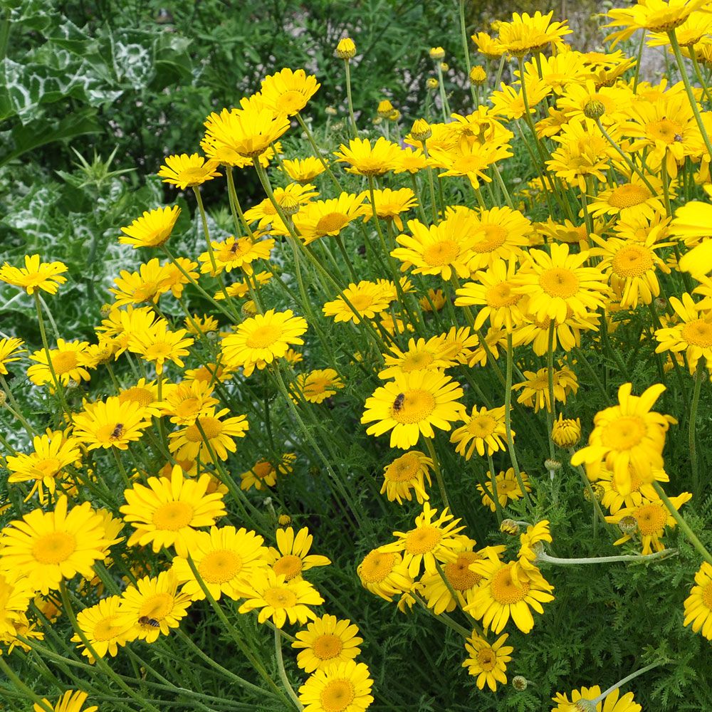 Wrotycz baldaszkowy 'kelwayi'