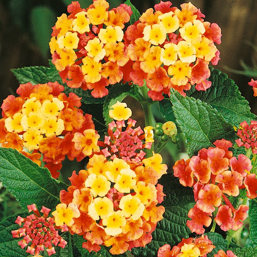 Lantana pospolita