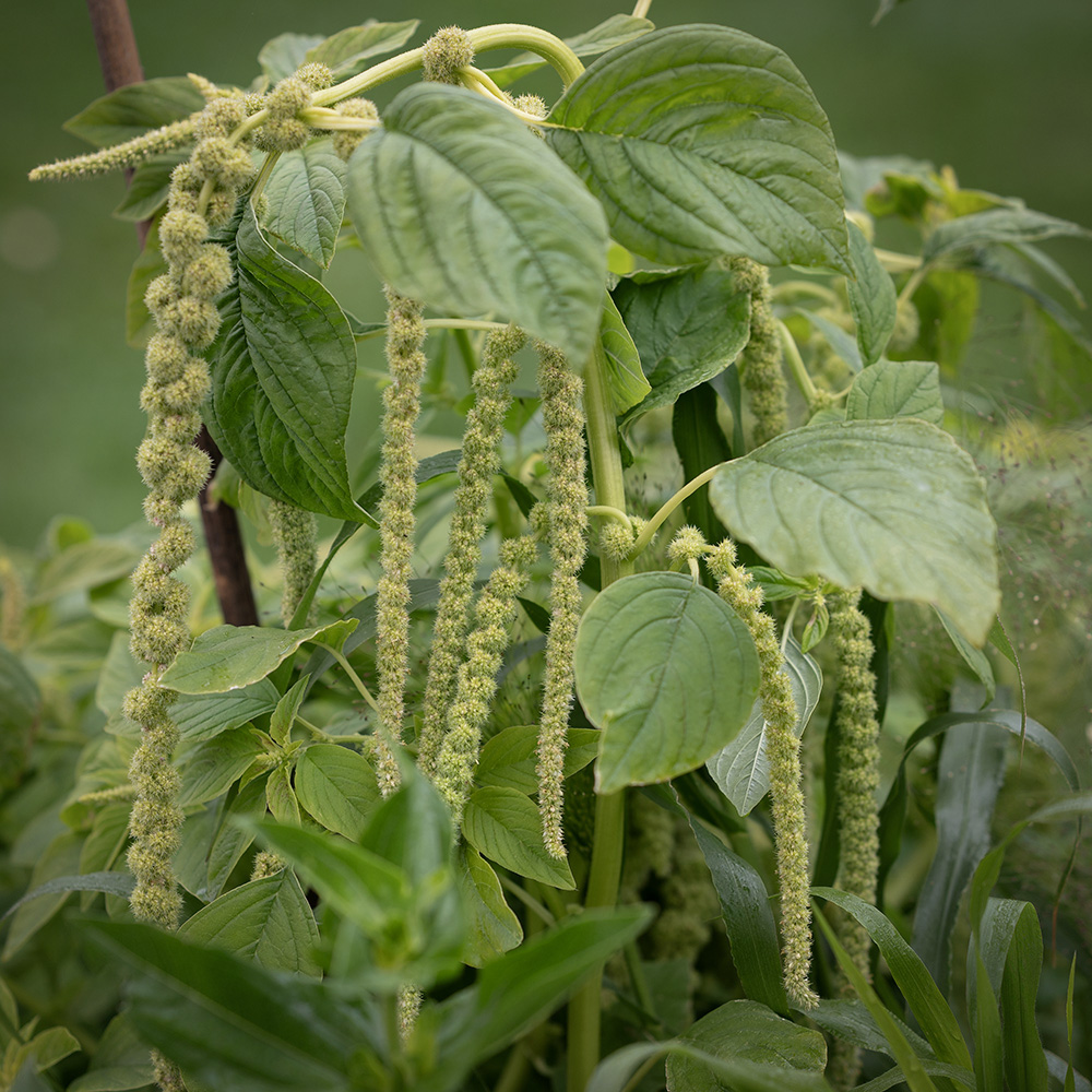 Szarłat zwisły 'Viridis'