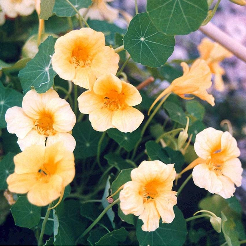 Blomkarse 'Moonlight'