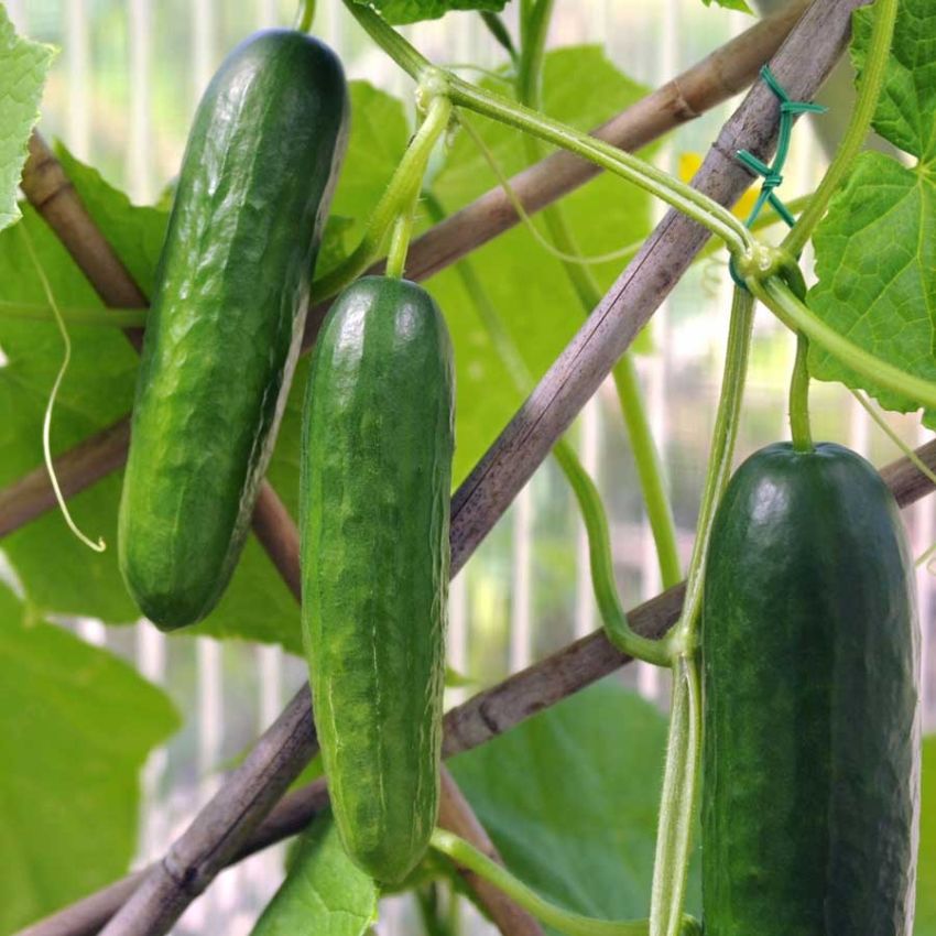 Ogórek szklarniowy F1 'Deltastar'