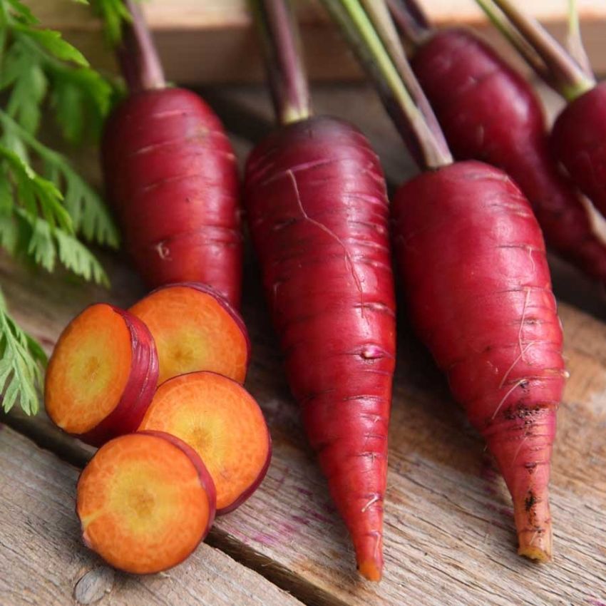 Sommersłodka marchew 'Purpurowy Smok'