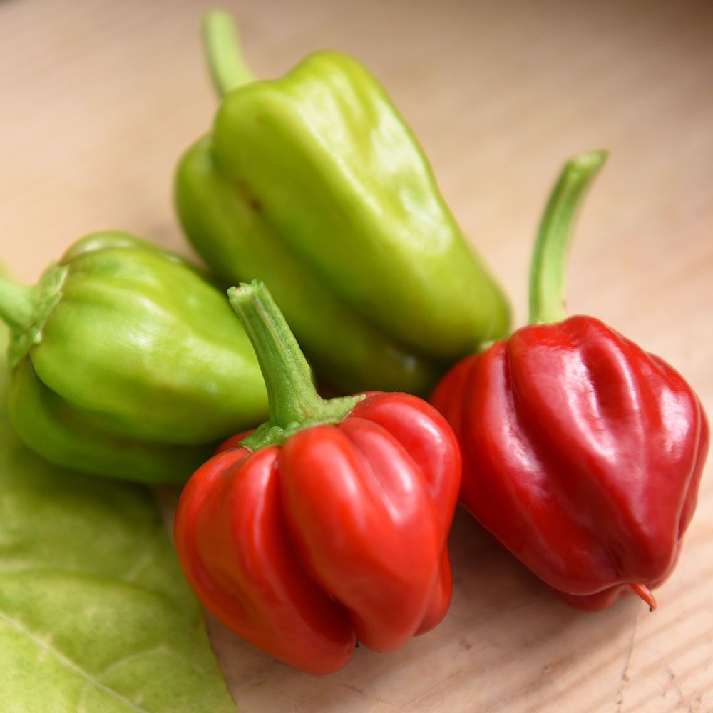 Papryka chili 'Habanero Caribbean Red'