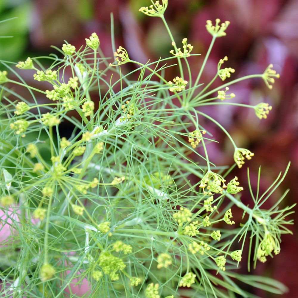 Koper ogrodowy 'Forrest'