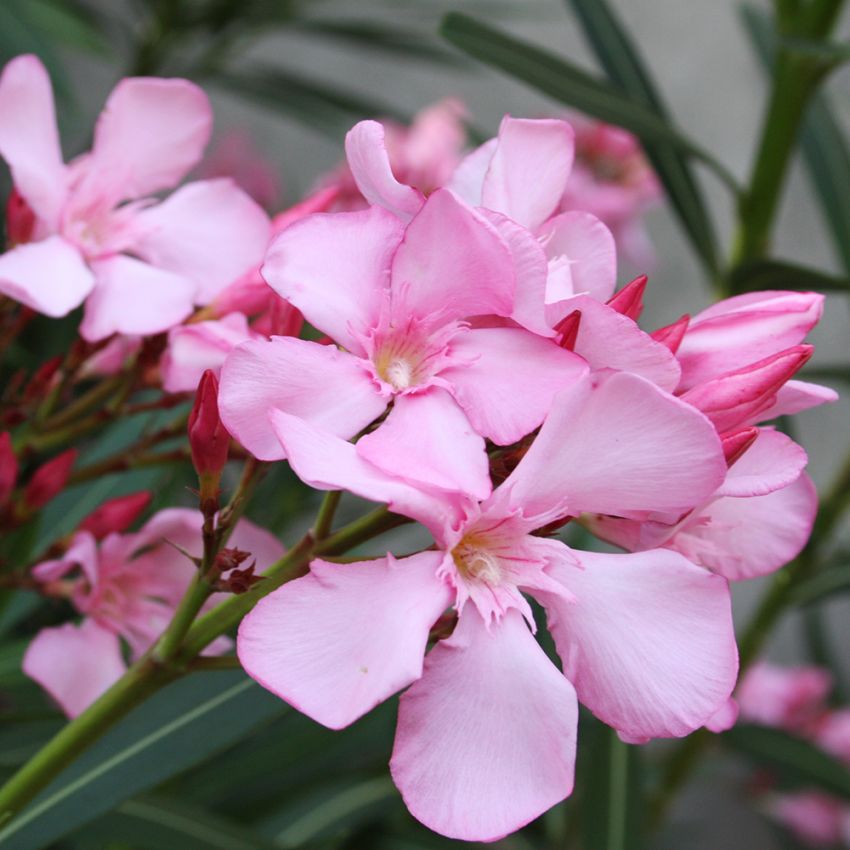 Oleander pospolity