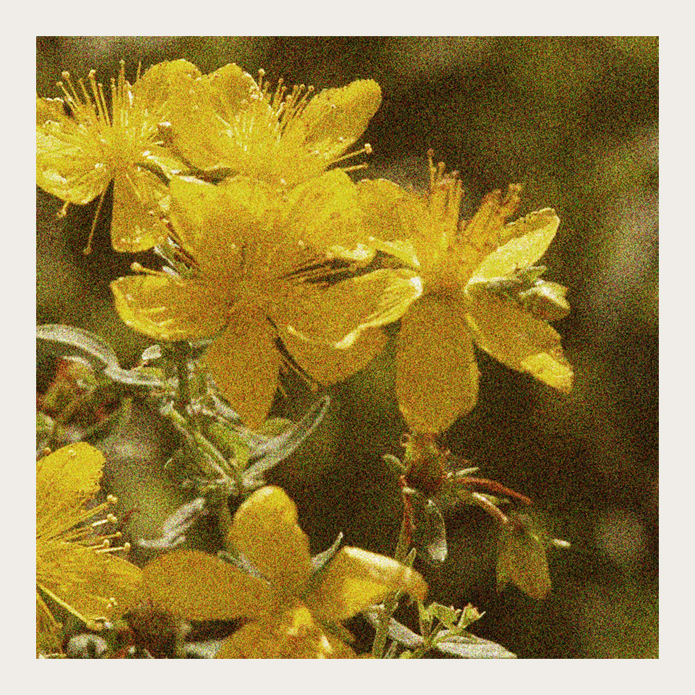 Dziurawiec zwyczajny