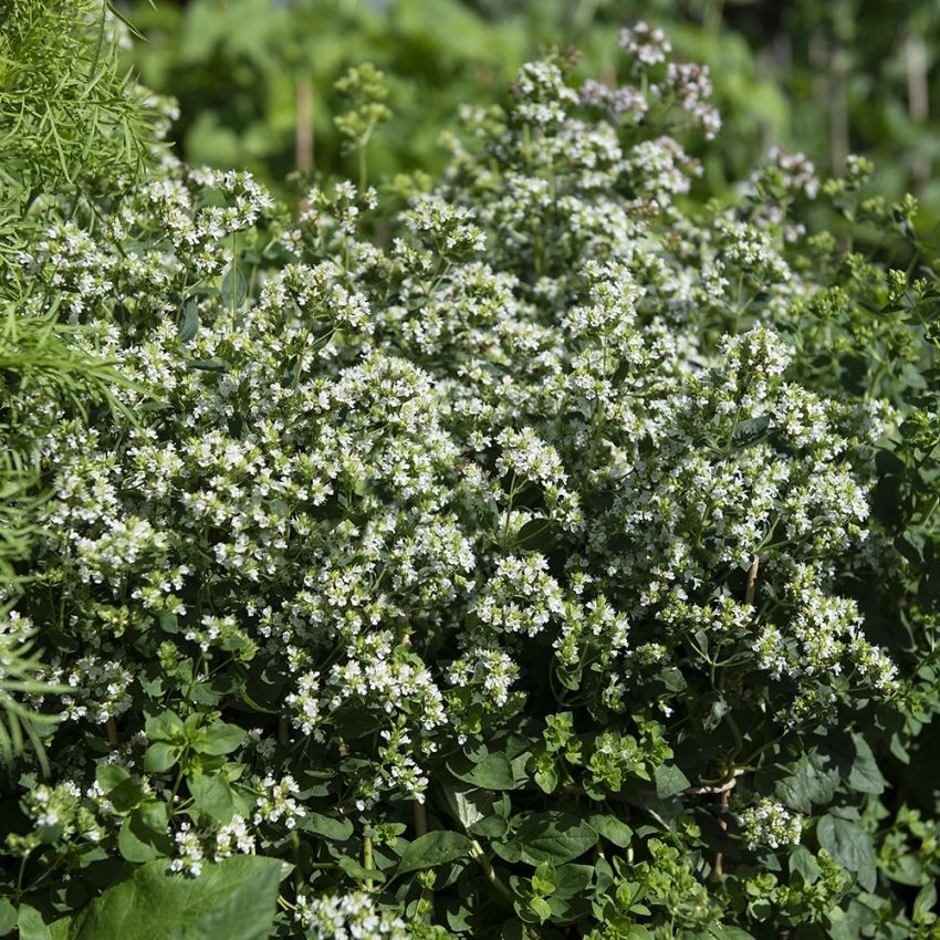 Oregano – Lebiodka pospolita 'Album'