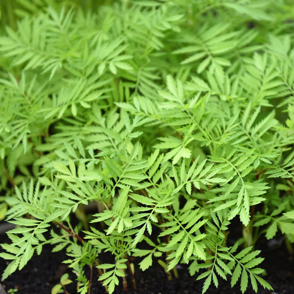 Aksamitka 'Evergreen'