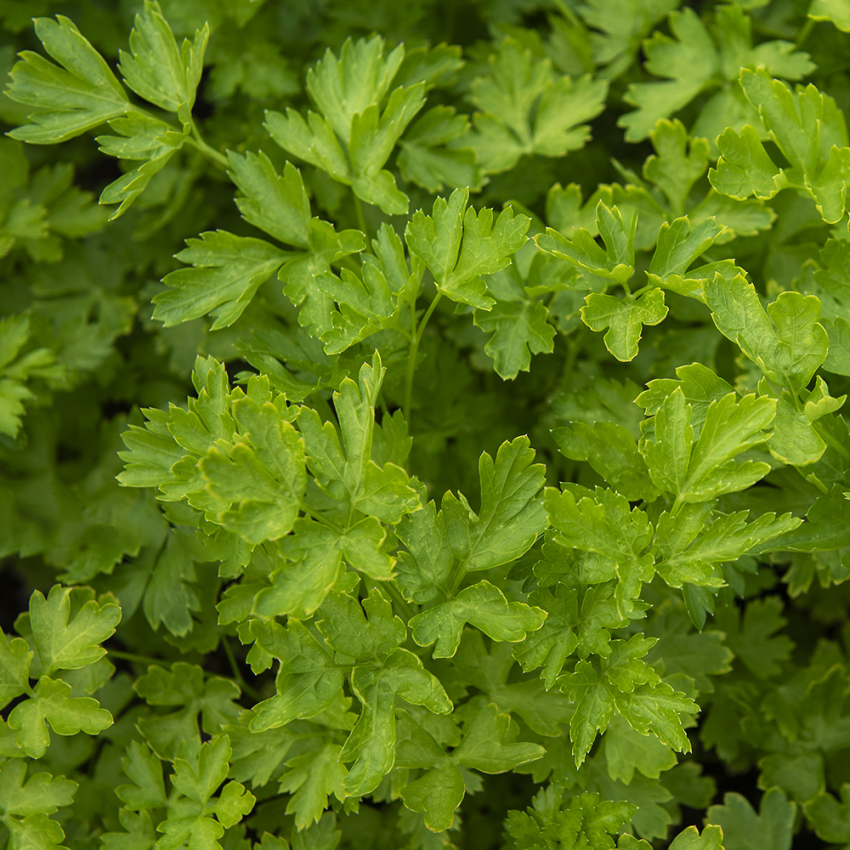 Pietruszka naciowa gładkolistna 'Fest'