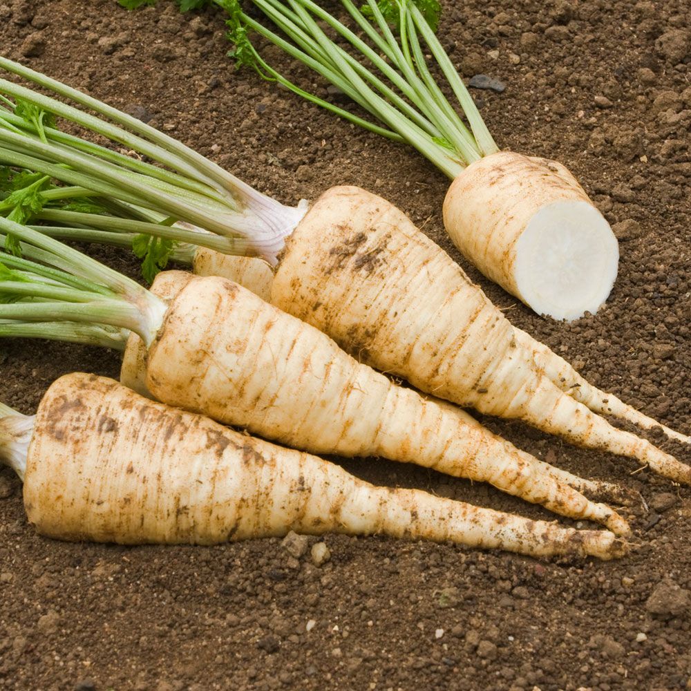 Pietruszka korzeniowa 'Halblange'