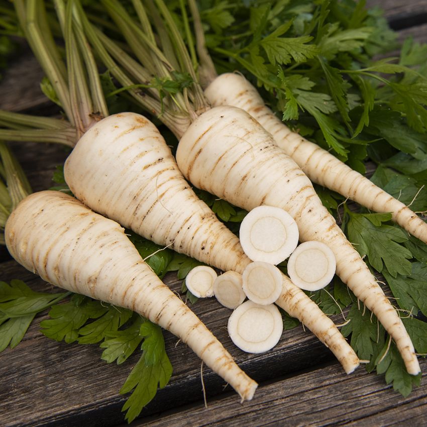 Pietruszka korzeniowa 'Konika'