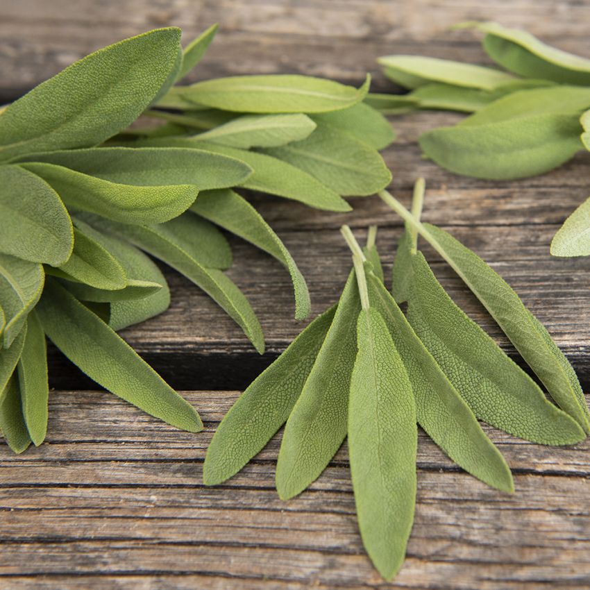 Szałwia hiszpańska