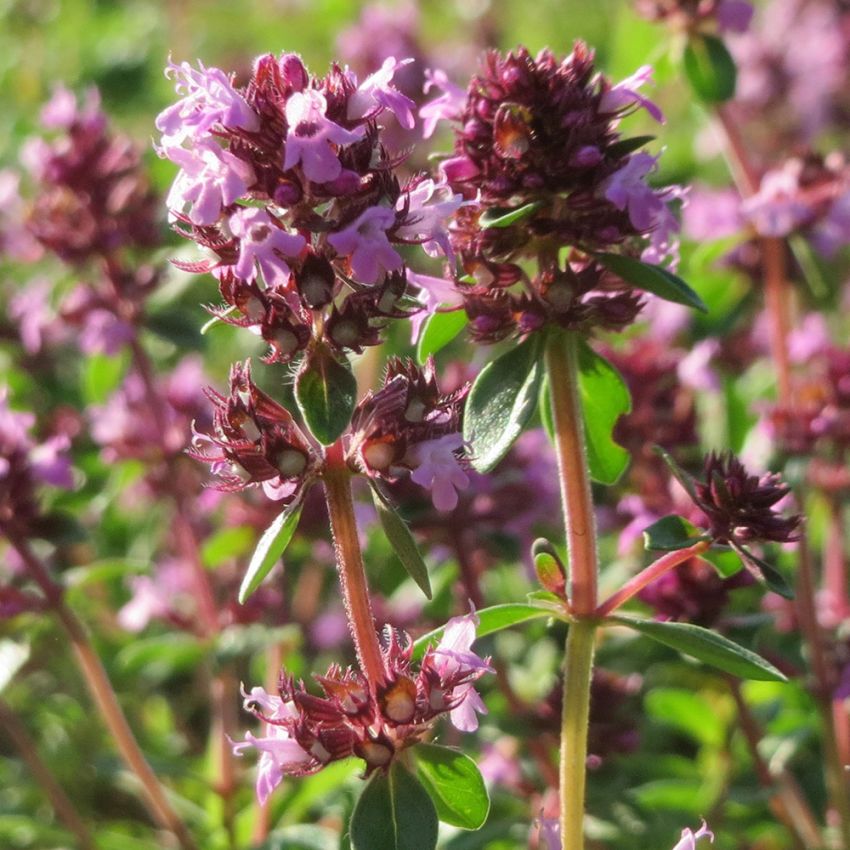 Macierzanka zwyczajna