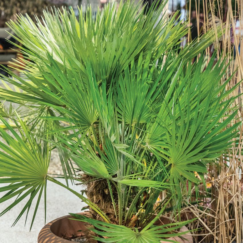 Waszyngtonia nitkowata