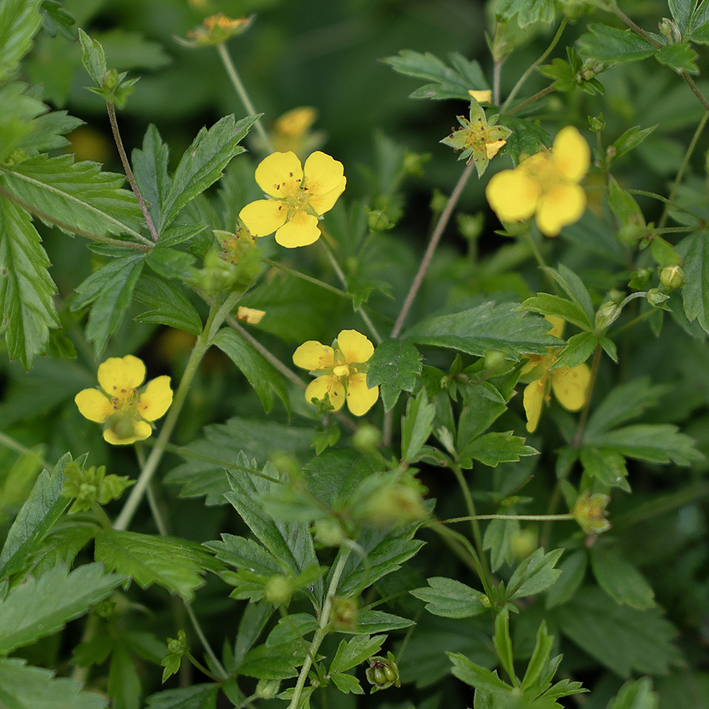 Pięciornik kurze ziele