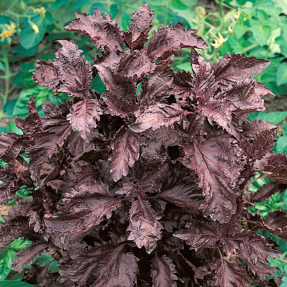 Bazylia purpurowa 'Purple Ruffles' 'Purple Ruffles'