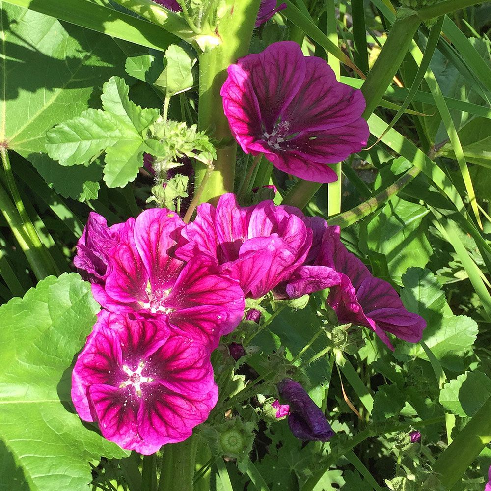 Malwa sylvestris mauretanka