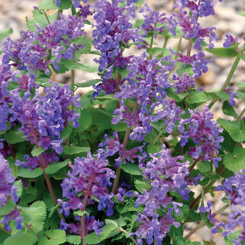 Kocimiętka cytrynowa 'Citriodora'