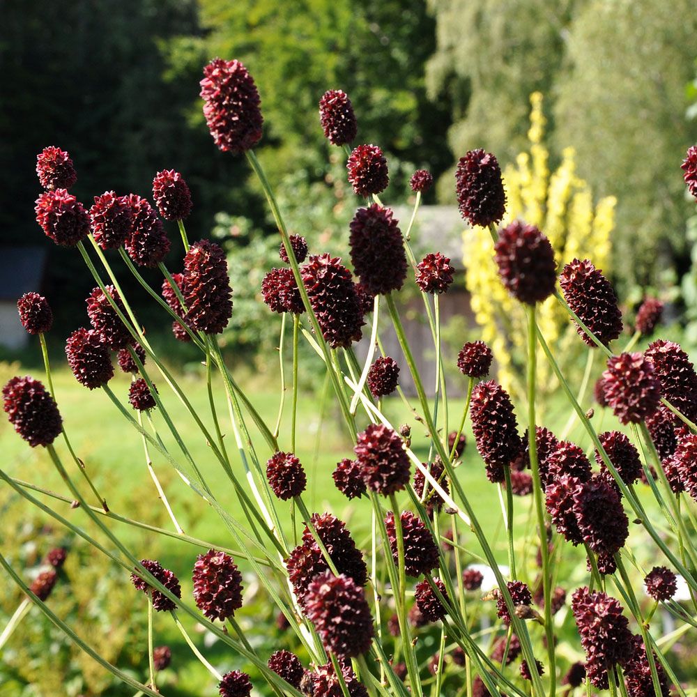 Krwiściąg lekarski