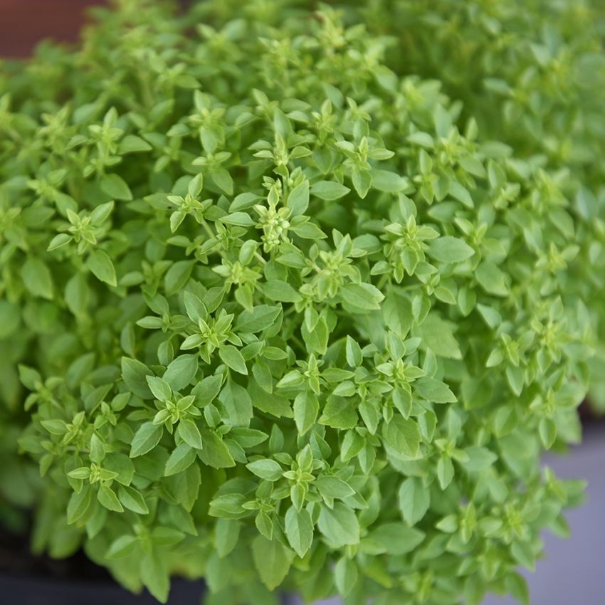 Bazylia drobnolistna 'Fino Verde'