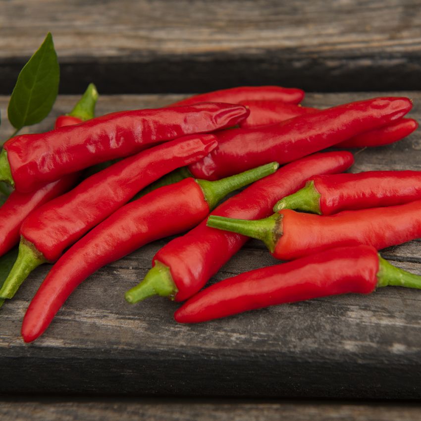 Papryka chili 'Birds Eye'