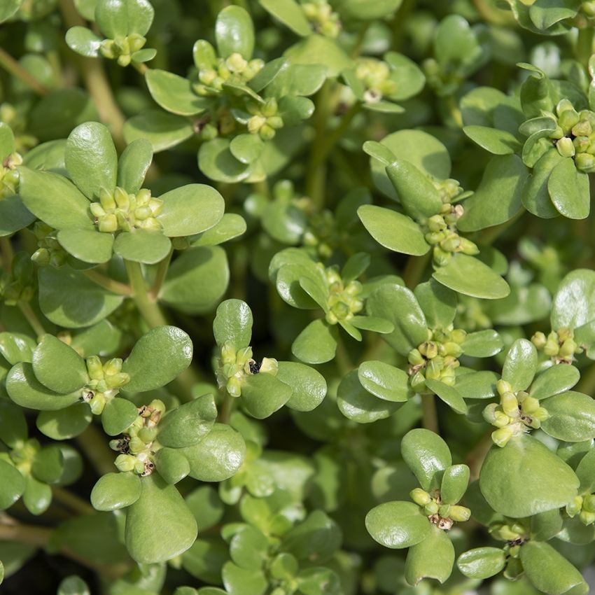 Portulaka warzywna 'Gul'