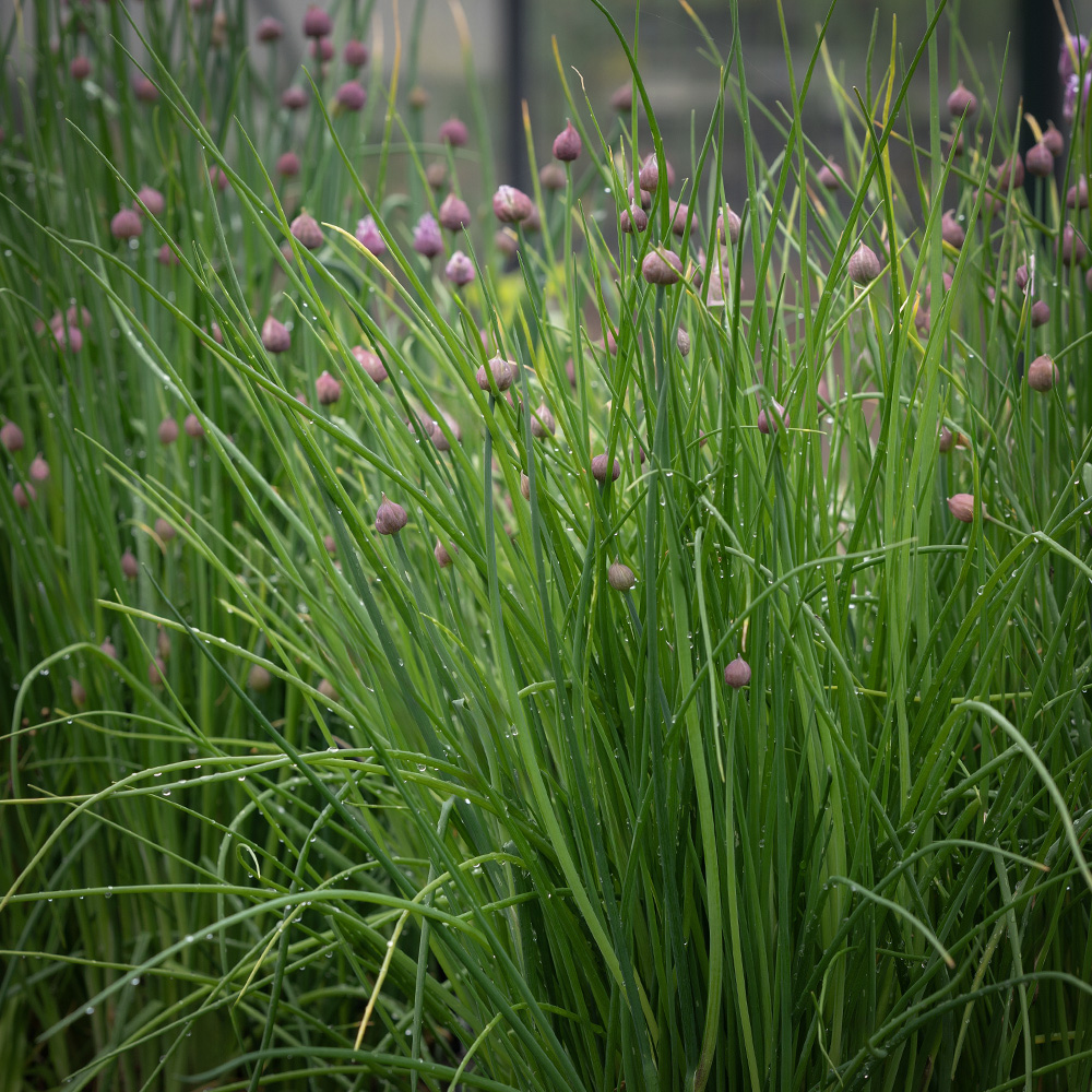 Szczypiorek 'Prazská'