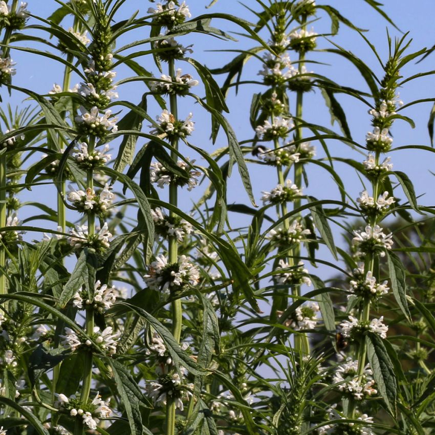 Serdecznik Syberyjski 'Alba'