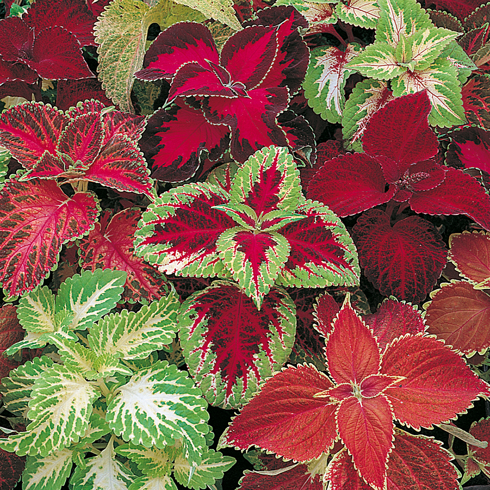 Koleus 'Masterblend Rainbow'
