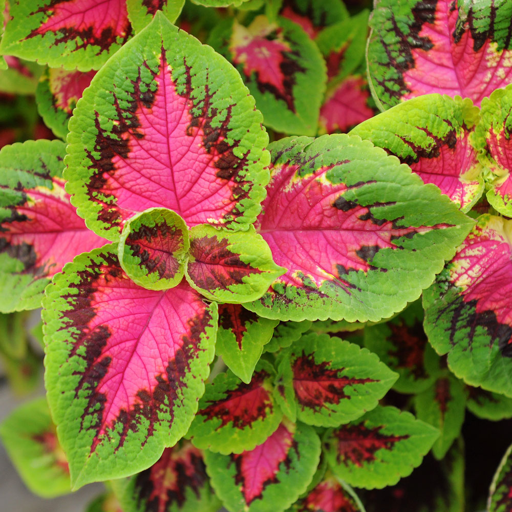 Koleus Blumego 'Premium Sun Watermelon'