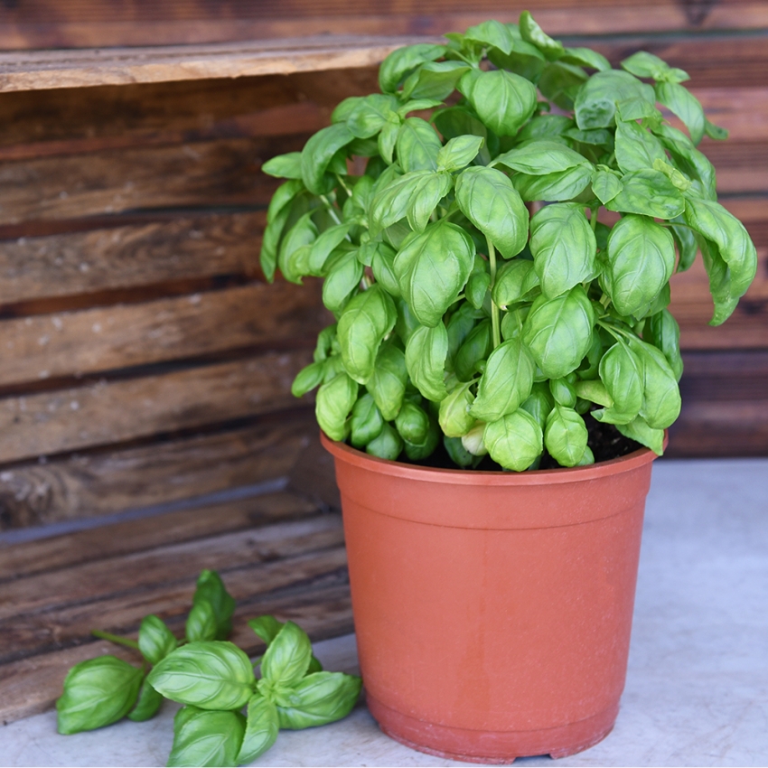 Bazylia pospolita wielkolistna 'Gustosa'