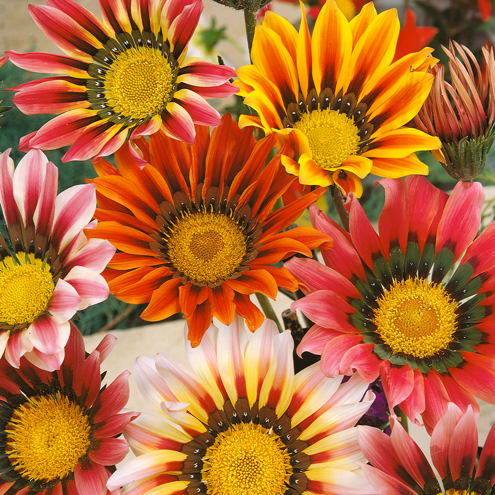 Gazania 'Sunshine'