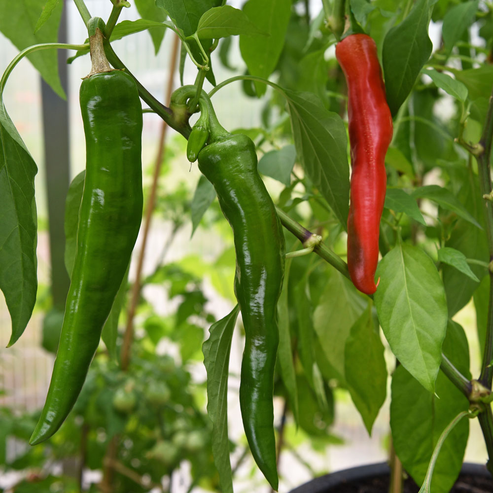 Papryka chili 'Anaheim Chili'