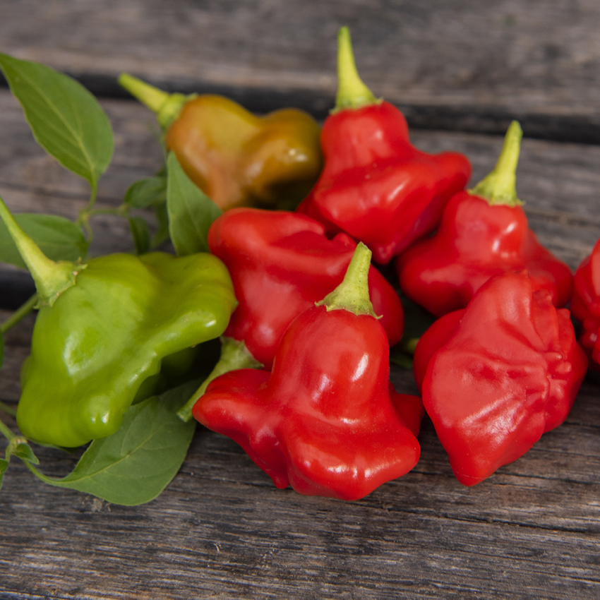 Papryka chili 'Nepalese Bell'