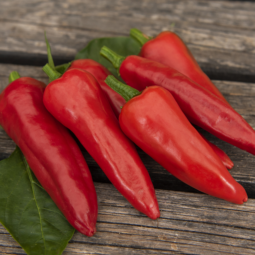 Papryka chili 'Gorria'