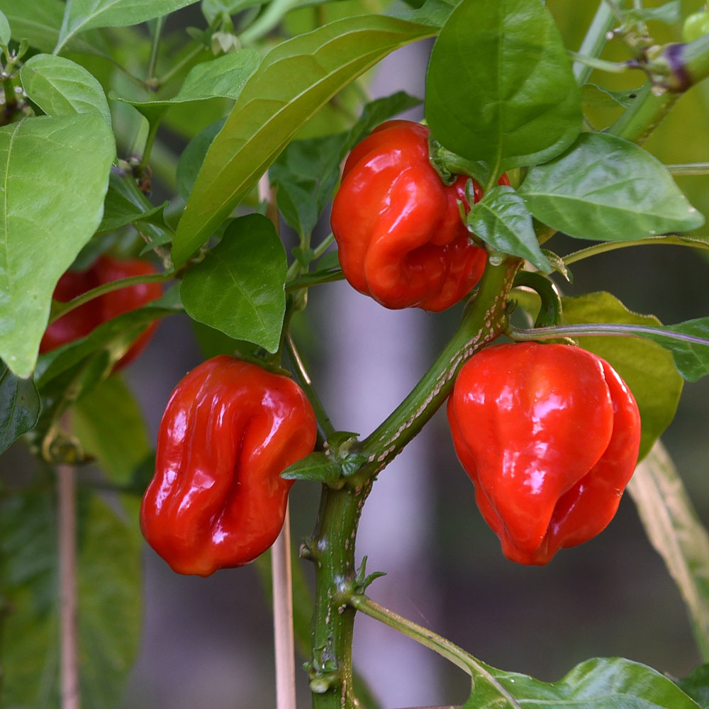 Papryka chili 'Scotch Bonnet'