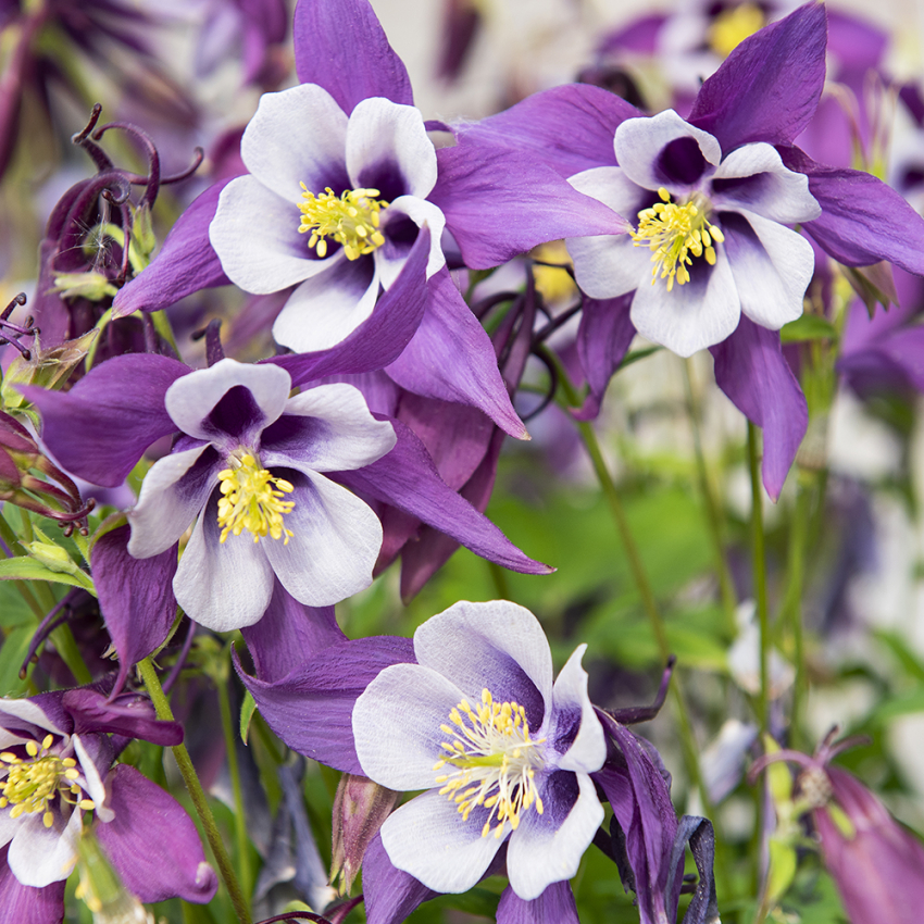 Orlik ogrodowy F1 'Earlybird Purple White'