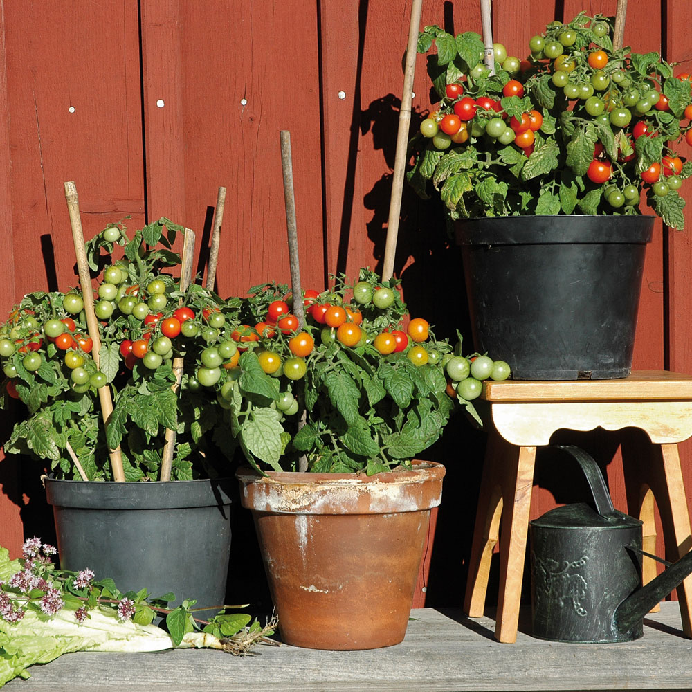 Pomidor koktajlowy F1 'Vilma'