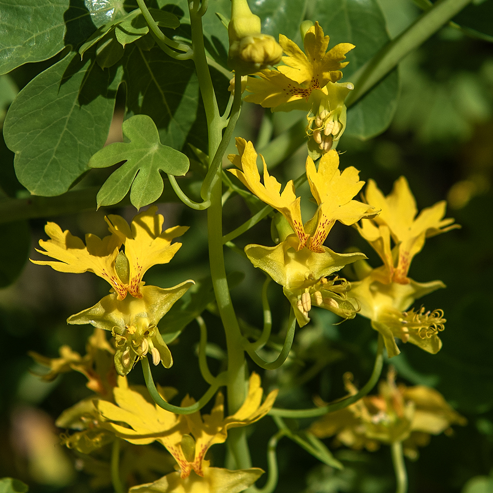 Nasturcja kanaryjska