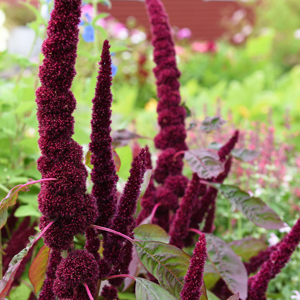 Szarłat wyniosły ‘Pygmy Torch’