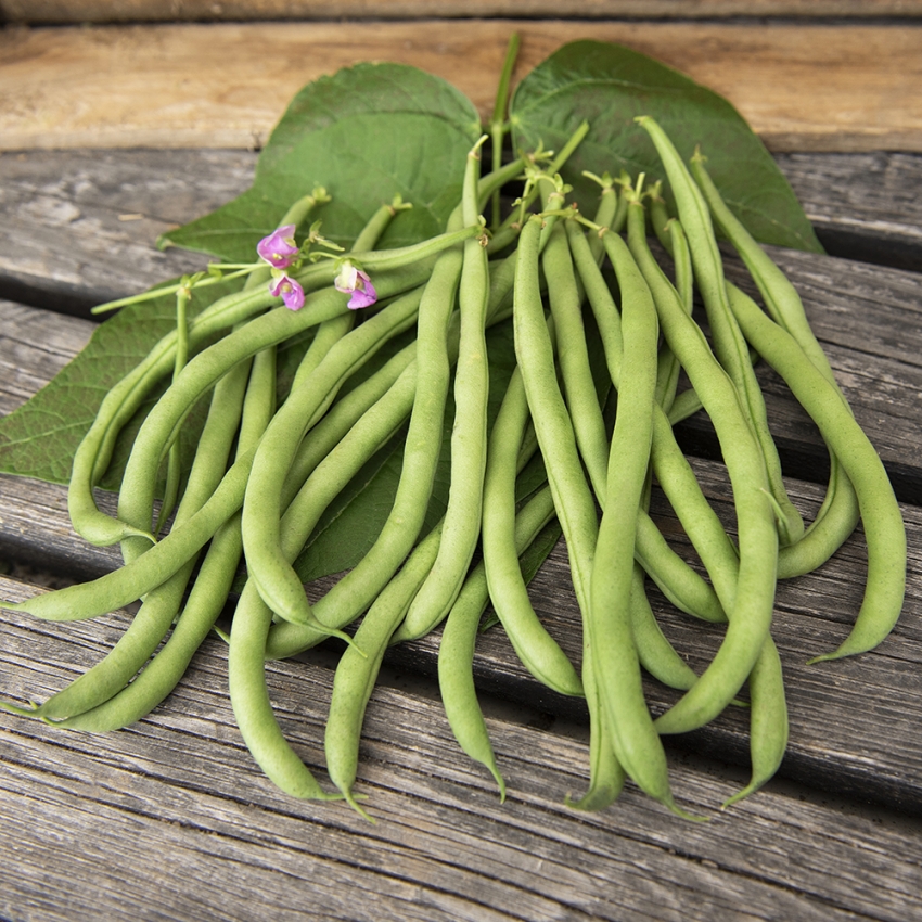 Fasola tysięczna 'Matilda'