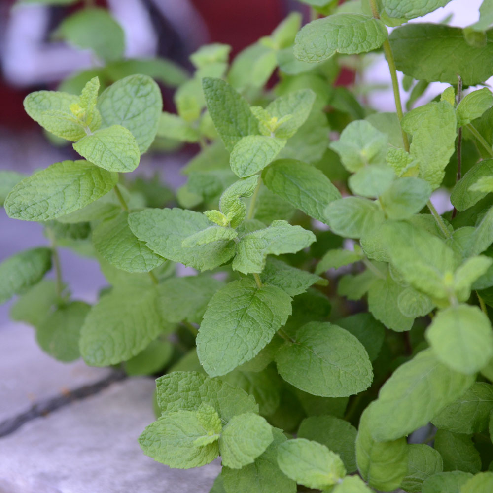 Mięta okrągłolistna